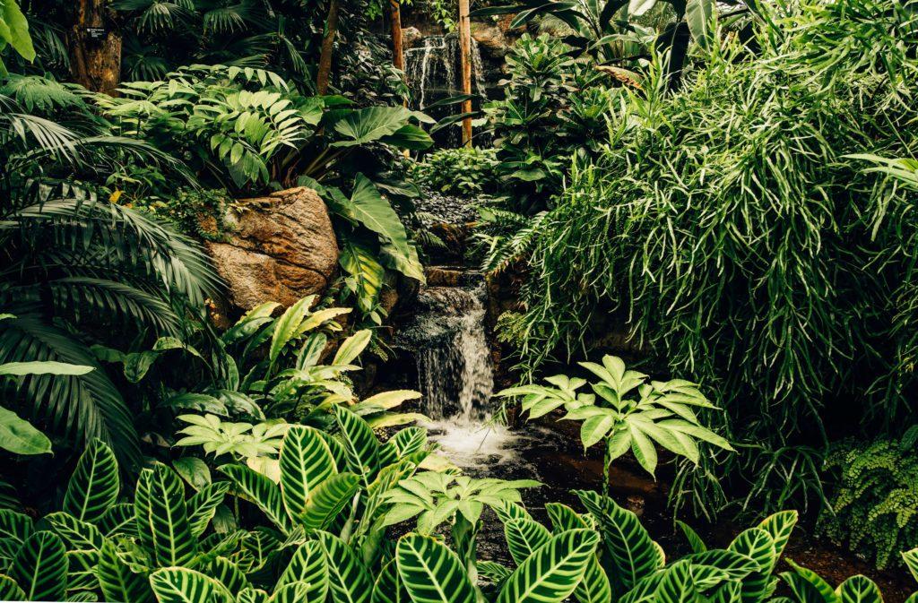 Lush green tropical plants surround a small waterfall in a vibrant, natural setting, showcasing a serene and picturesque landscape.